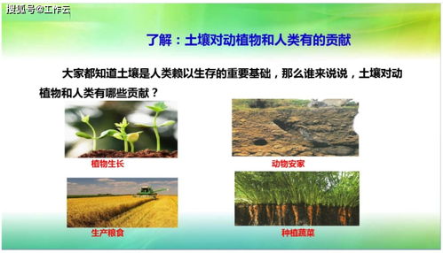 苏教版科学三年级上册科学2.7保护土壤 课件