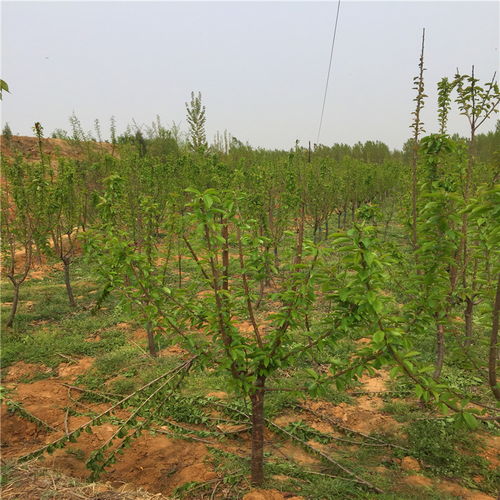 【我想买艳丽草莓苗、艳丽草莓苗批发基地】- 黄页88网