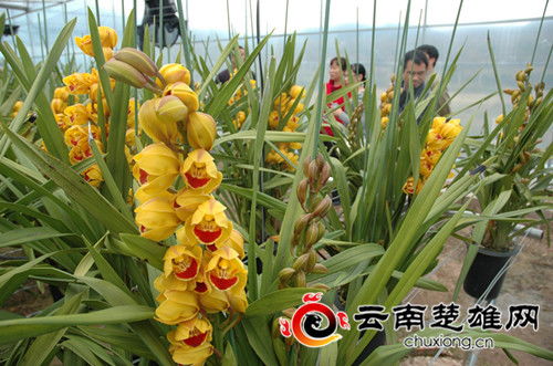 楚雄州农业农村局