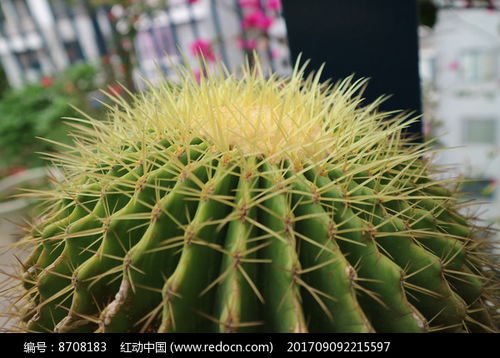 仙人球仙人掌顶部特写照片高清图片下载 红动网