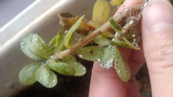 我家的杜鹃花生虫子了,怎么办啊