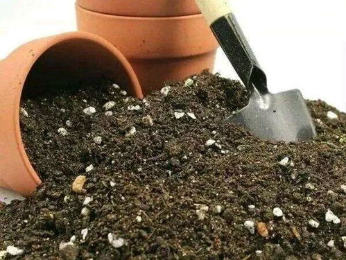 养花做好这几点,花盆土不板结肥料足,养啥花都旺