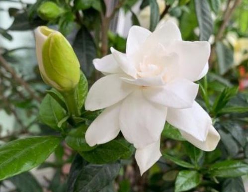赶快扦插4种花,10天就生根,花开满阳台,错过再等一年 枝条 