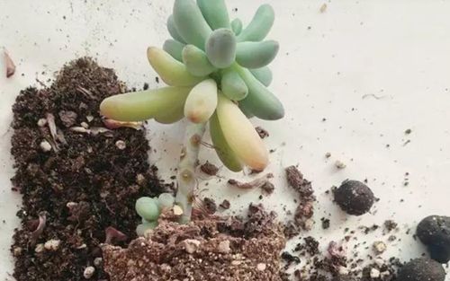 给多肉换盆,不能偷懒,要多加小心这些地方