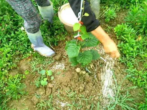 2023年花100万都买不到的施肥秘诀 只发一次 速看速收藏