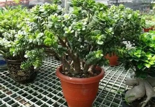7种花冬天宜 干养 ,盆土太湿容易烂根,要管住手