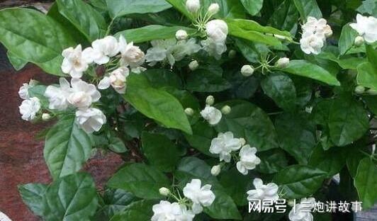 垃圾堆捡个枝,插盆就开花,花喷香,花还能泡茶,太好了 茉莉花 花盆 网易订阅