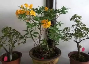 茶叶水浇花千万别乱来,知道茶叶水可以浇哪些花种吗