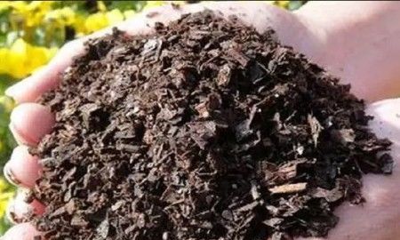 营养土还用买 用这三种土,不烂根,花儿长的还好看