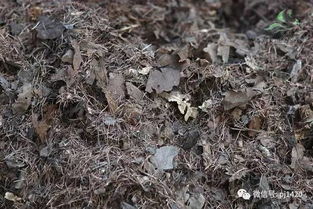 腐叶土的制作方法,太简单了