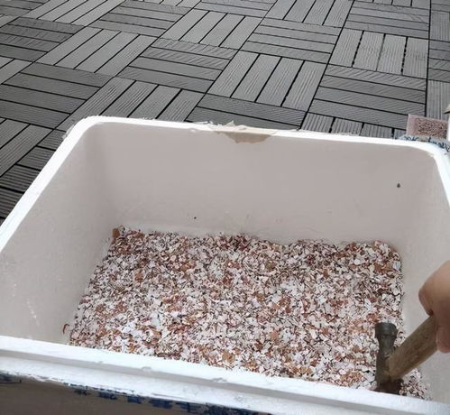 鸡蛋壳到底怎么养花 做好这一步骤,土更肥不板结 花更艳