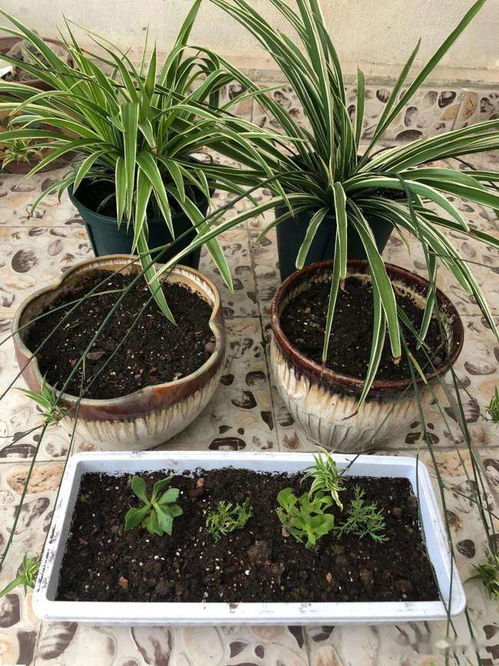 换盆换土不用换掉所有的,加一些特殊物质,旧土变新土还能养花