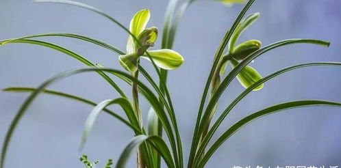 给兰花换盆换土,加入这3种 宝贝 ,疏松又透气,不烂根长的壮