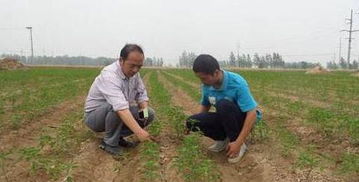辣椒苗移栽以后怎么浇水 辣椒开花期还要浇水吗