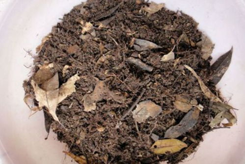小区里捡的 4种玩意 ,原来是养花 好宝贝 ,啥花用后都变旺