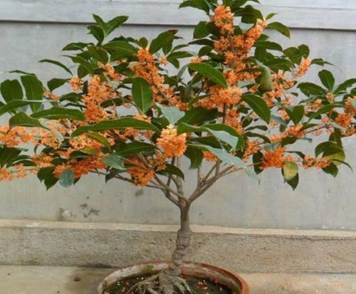 养桂花,就施 1种肥 ,不仅 现在 开花多,来年花更多 养护