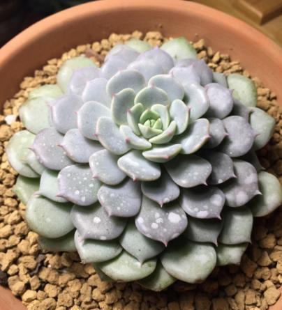 植物什么时候需要换盆 出现这3种状况换盆,2个换盆禁忌要牢记