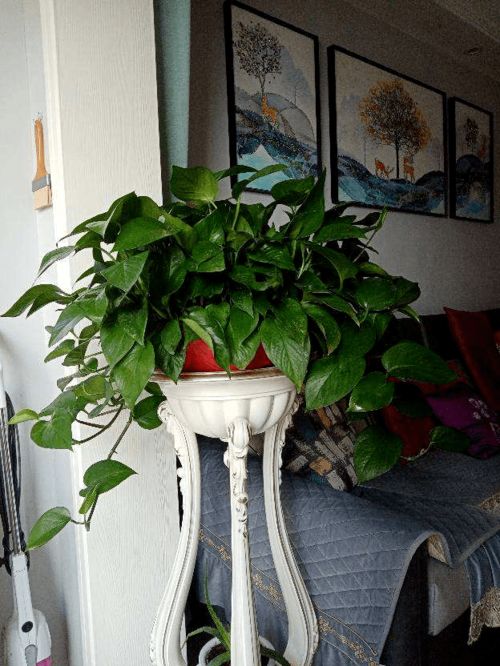 8种花,是个人就能养好,为啥我养不好