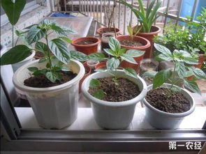 营养土可以直接种花吗 自制营养土配制方法