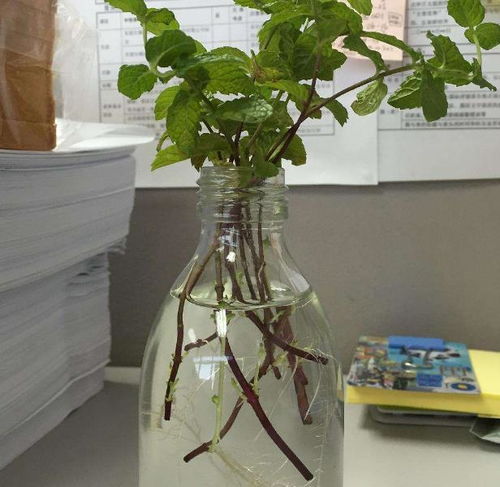 剪下一枝薄荷,插到沙子里,长到泛滥一大片 叶子摘不完