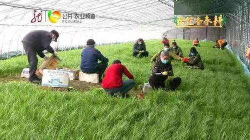 韭菜地里杂草丛生,如何解决 专家来支招