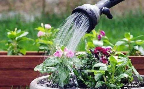 花土一浇水就飘起来