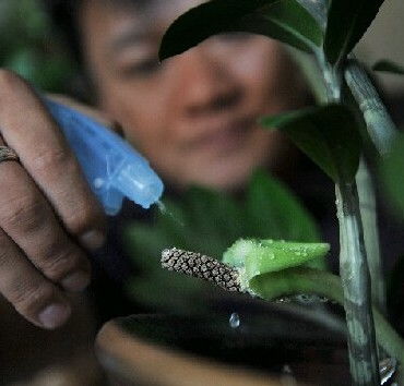 怎么判断花该浇水