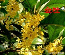 在流苏大树移栽的同时嫁接桂花技术