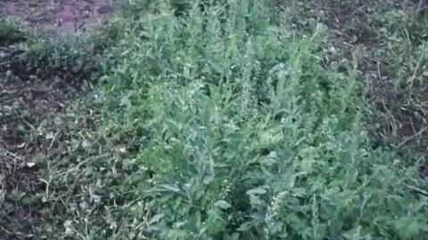 15亩地辣椒被打上除草剂 所有辣椒无精打采叶子脱落 面临绝收