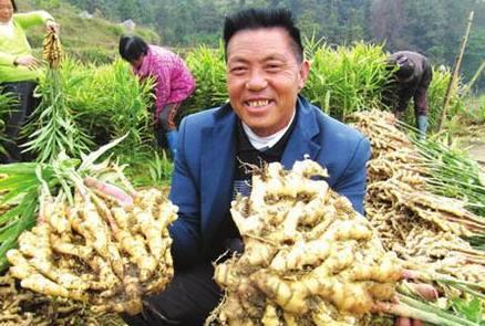 红糖加上 它 ,每天喝一杯,能缓解感冒,缓解痛经 女人要多喝 生姜