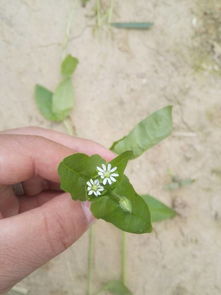 辣椒专用封闭式除草药