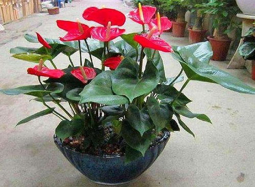 人养花 花养人,家里养4种 招财 花,旺财旺运,生活越来越好