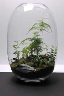 适合室内养的水培植物,有水就很好活