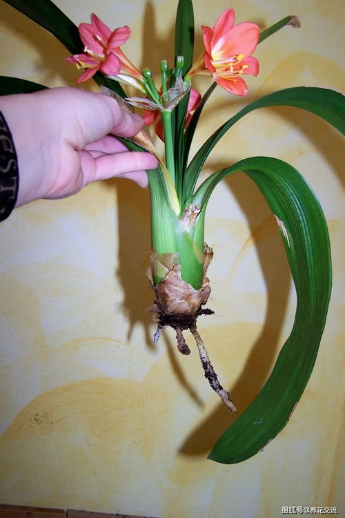 水苔能养好蝴蝶兰,可挽救烂根的君子兰,这么有用的材料很少人懂