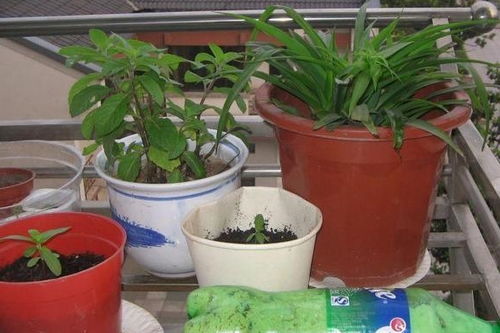 鸡蛋壳富含磷元素,用来养花不能图省事,少一步烧根从根烂