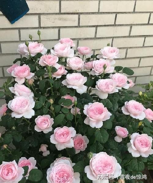 自带 仙气 的月季花,花型花色俱美,四季勤花,阳台盆栽也可以