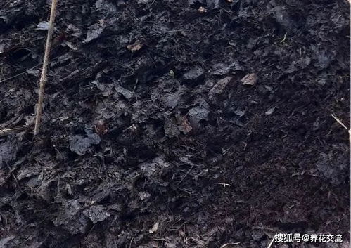 为啥买的营养土,反而养不活植物,养花要学好的几个配土比例