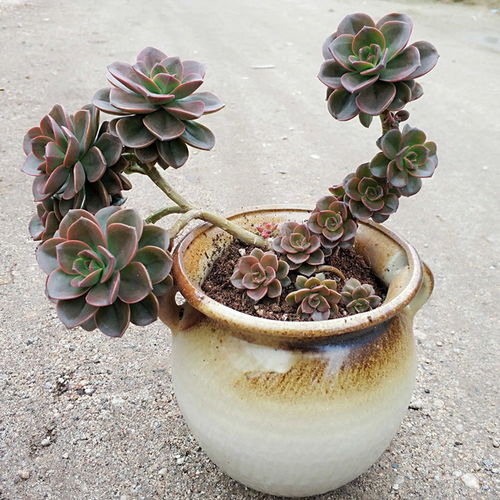 一棵多肉变老桩的整个过程,只需1年,就能养成