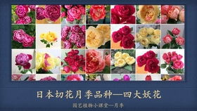 买了整包泥炭 给月季配土