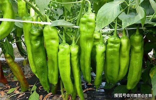 辣椒专用肥是什么肥料 辣椒冲施什么肥长势旺 辣椒用什么肥料长得好
