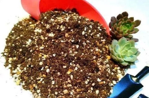 养花不会扦插 那就用蛭石吧,吸水保水催根系,效果强