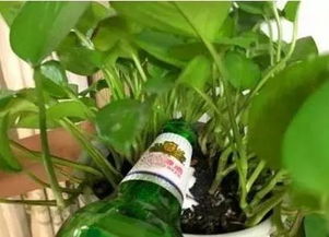 花盆土壤变成 砖块 别用啤酒,只需浇上 松土水 ,疏松透气