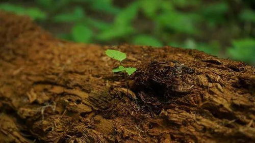 生物炭对土壤 植物体系中铅镉迁移累积的影响
