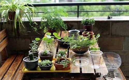 家庭养花浇水技巧