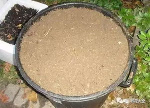 花百科 果皮比花肥还好使,放一点叶子不发黄,开花压弯枝