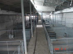 河南牧原的猪舍建筑图 4