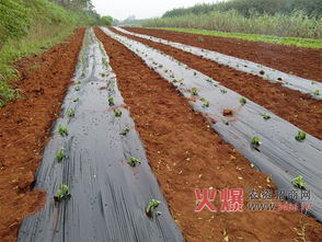 种植辣椒前,如何使用除草剂