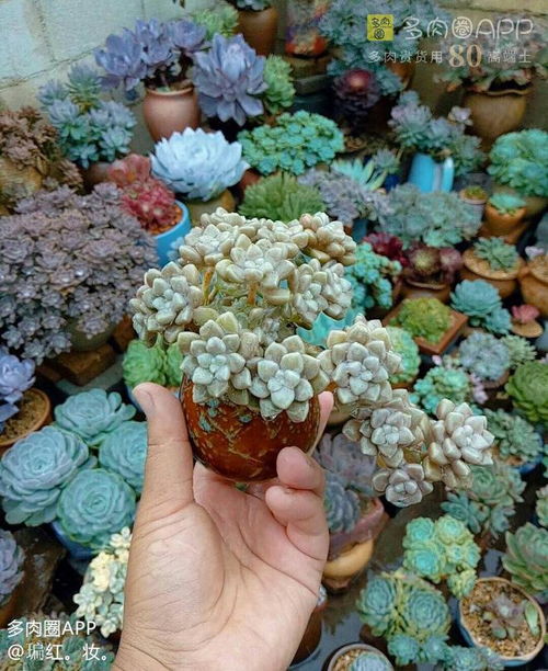 多肉植物会受到湿度影响吗 这些方面你必须知道