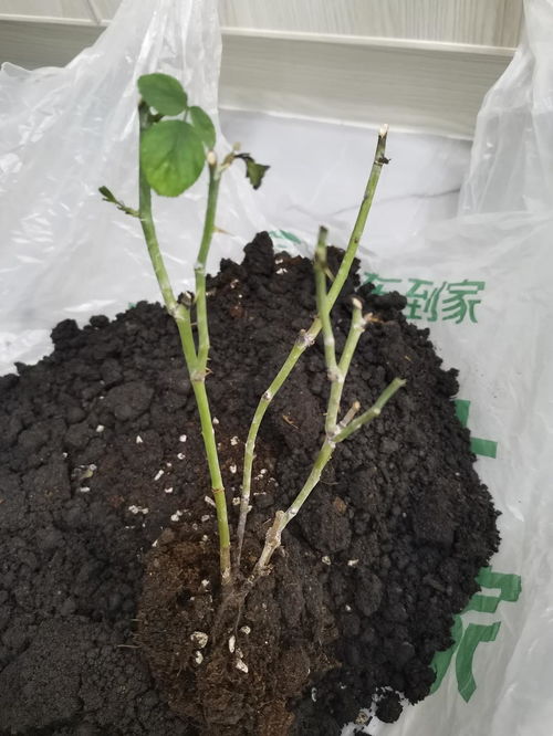 月季黑杆了还有救吗