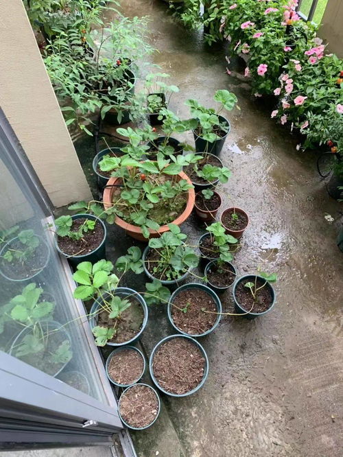 阳台蔬菜遭遇虫害,根据蔬菜的表面状态,诊断出是什么虫害